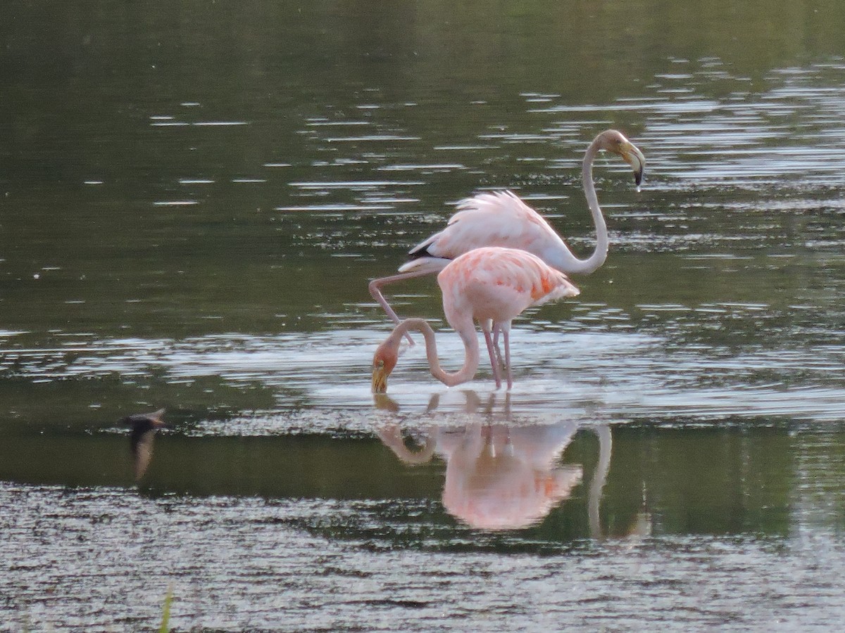 American Flamingo - ML608956609