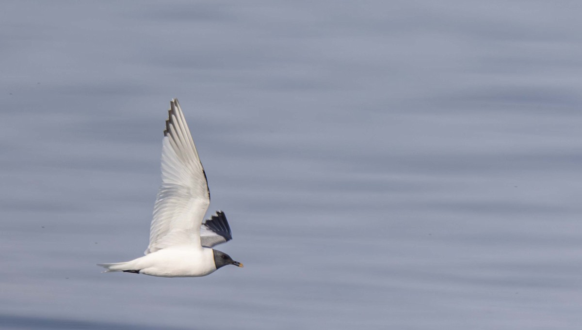 Mouette de Sabine - ML608956707