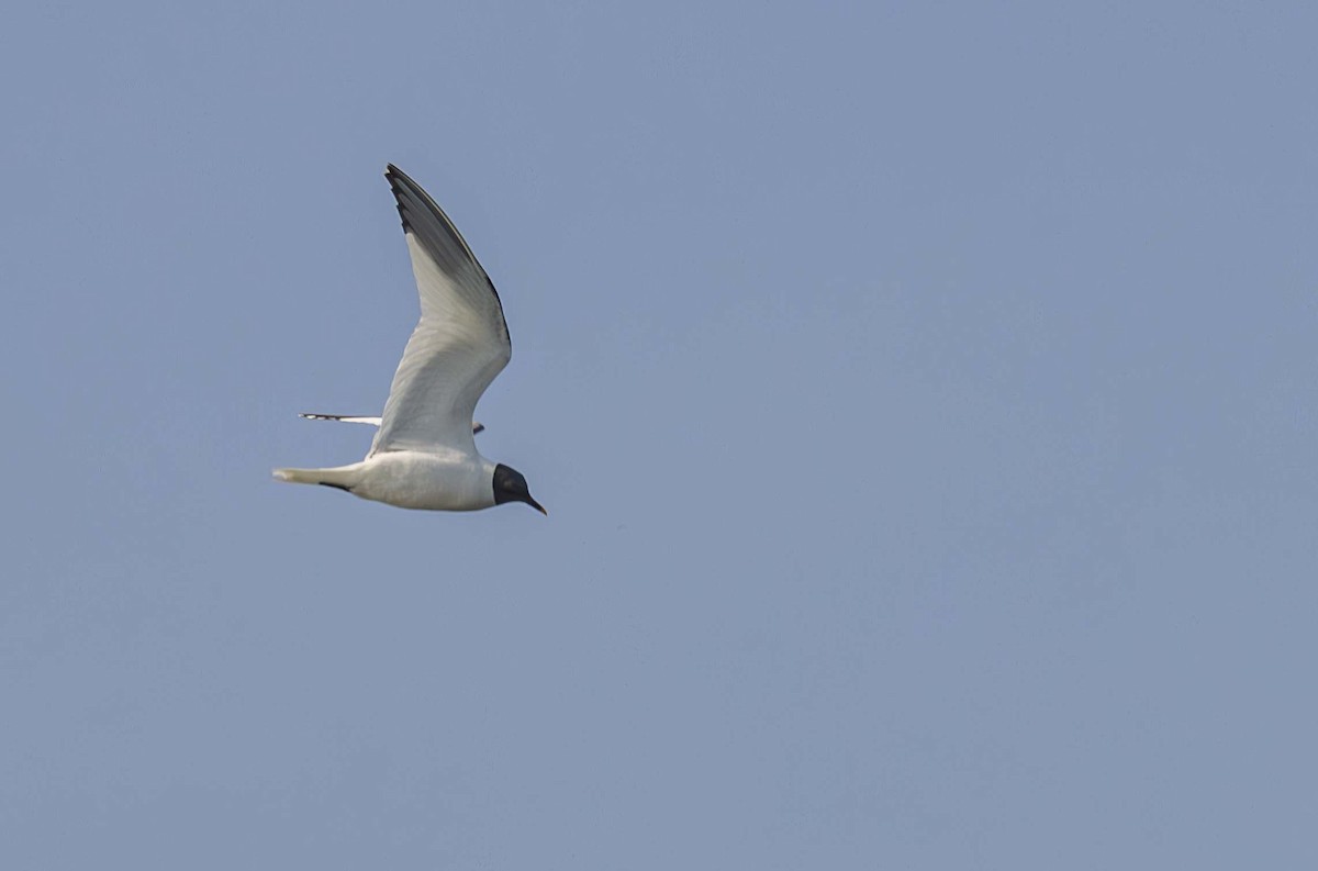 Mouette de Sabine - ML608956708