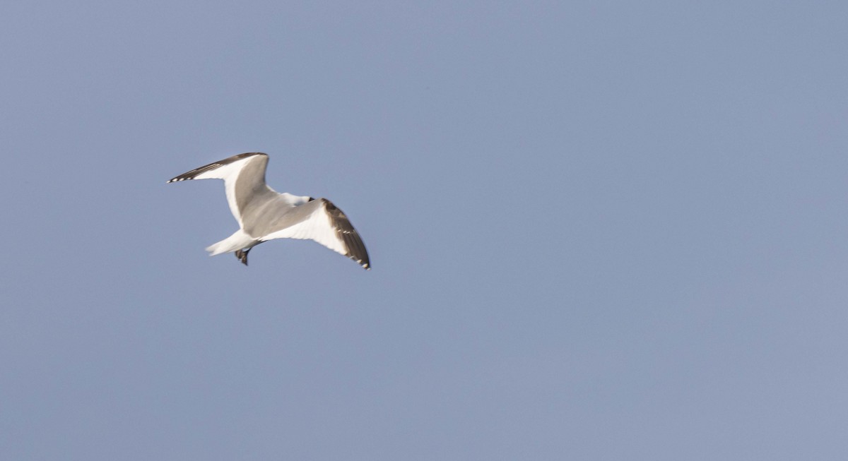 Mouette de Sabine - ML608956709