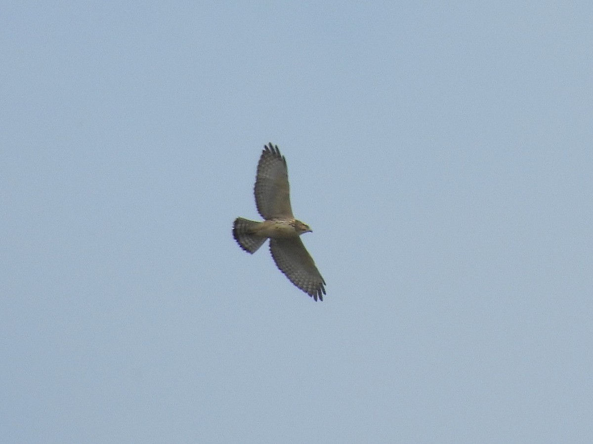 Broad-winged Hawk - ML608956770