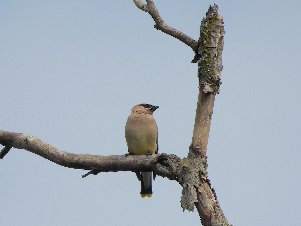 Cedar Waxwing - ML608956779
