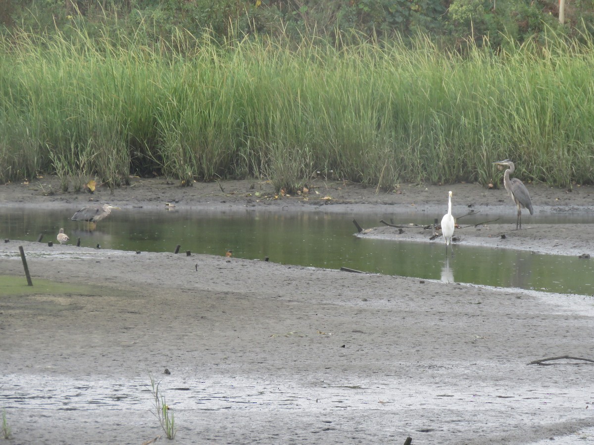 Great Blue Heron - ML608956900