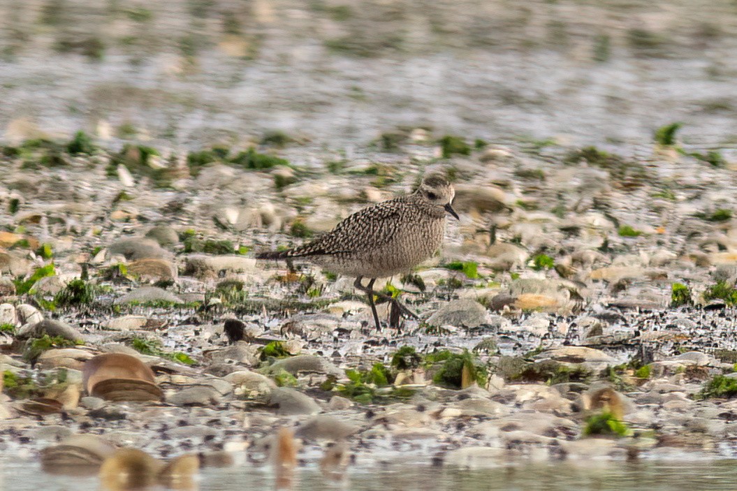 American Golden-Plover - ML608956967