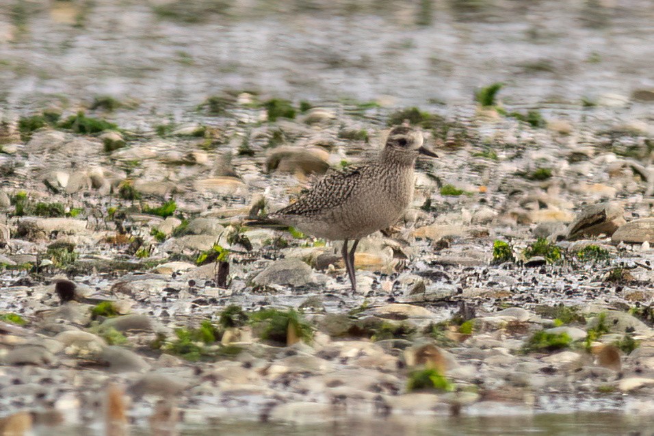 American Golden-Plover - ML608956970