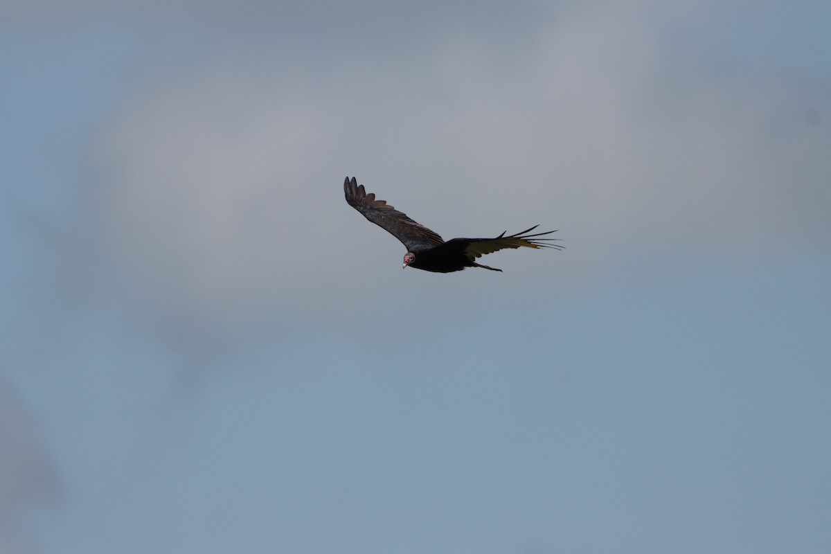 Turkey Vulture - ML608956975