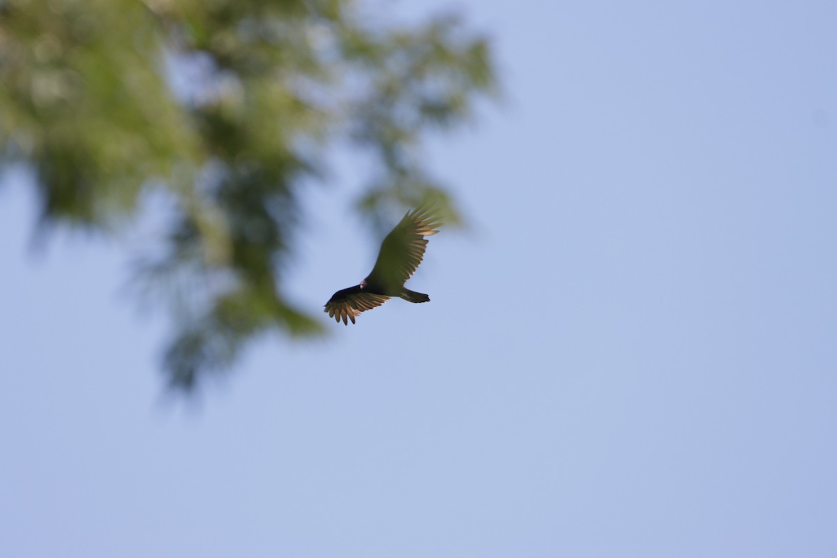 Turkey Vulture - ML608956977