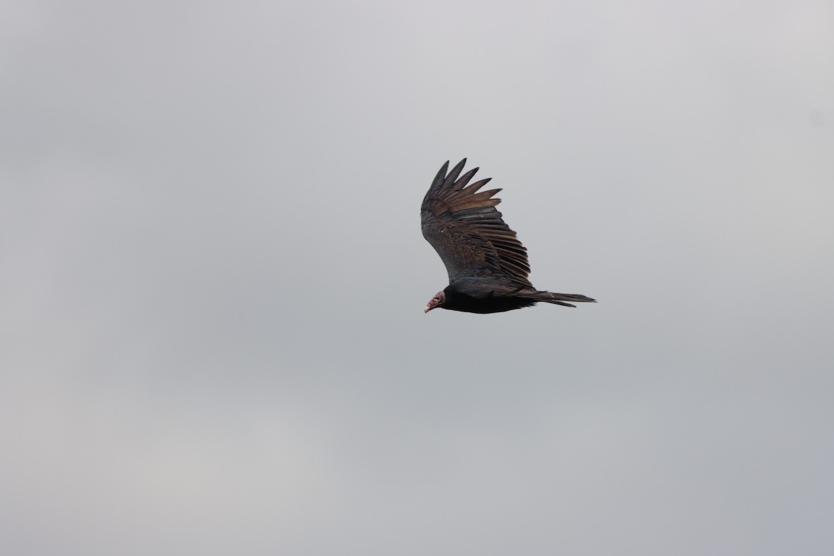 Turkey Vulture - ML608956978