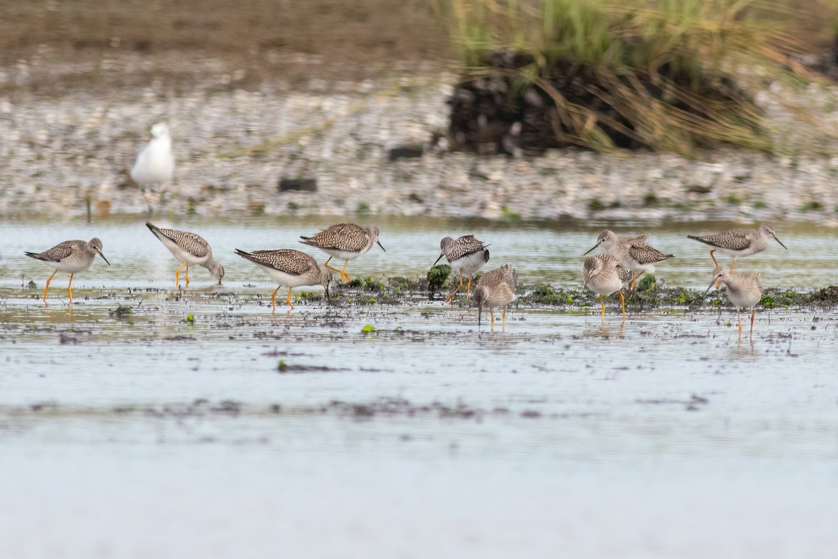 Lesser Yellowlegs - ML608956988