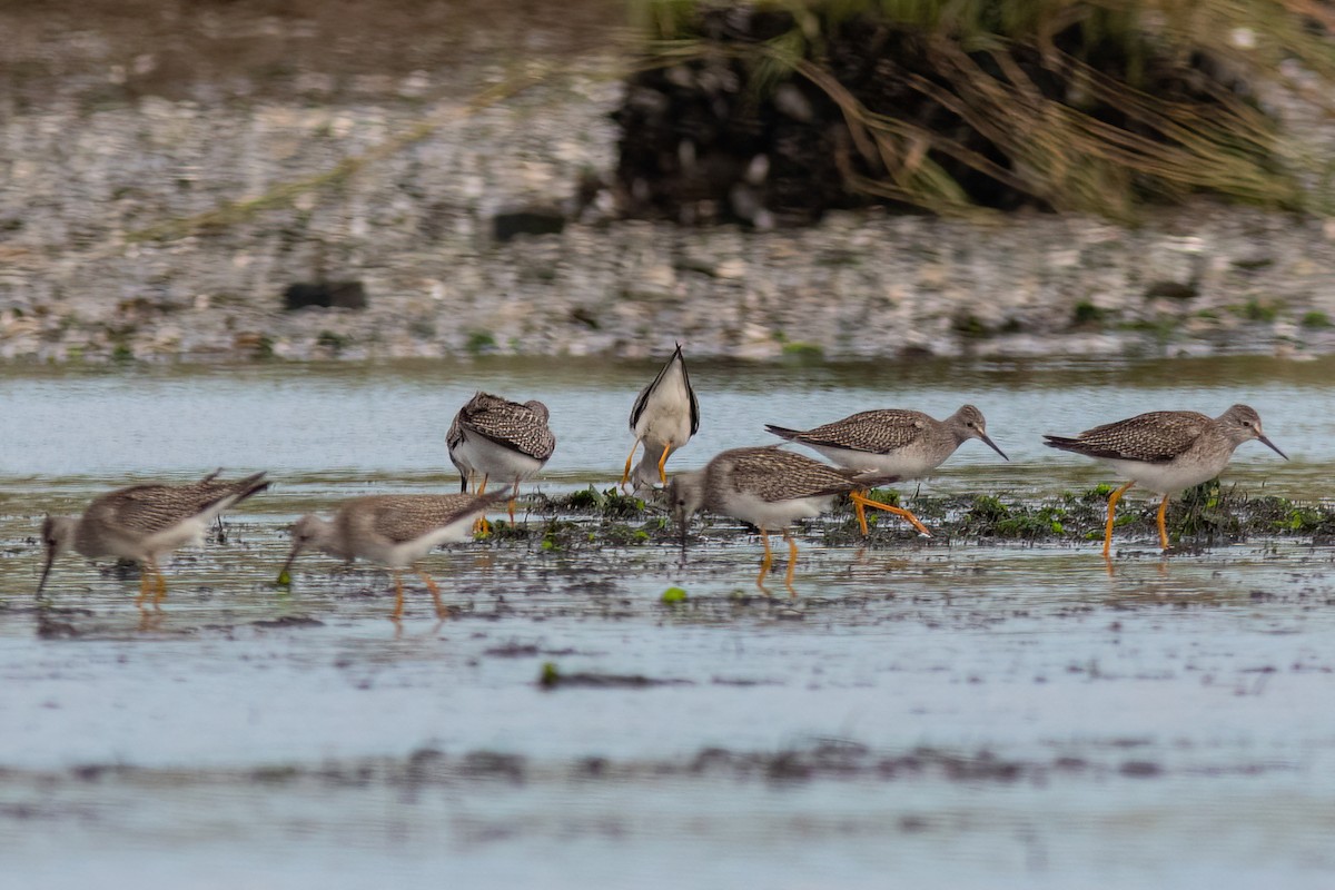 Lesser Yellowlegs - ML608956989