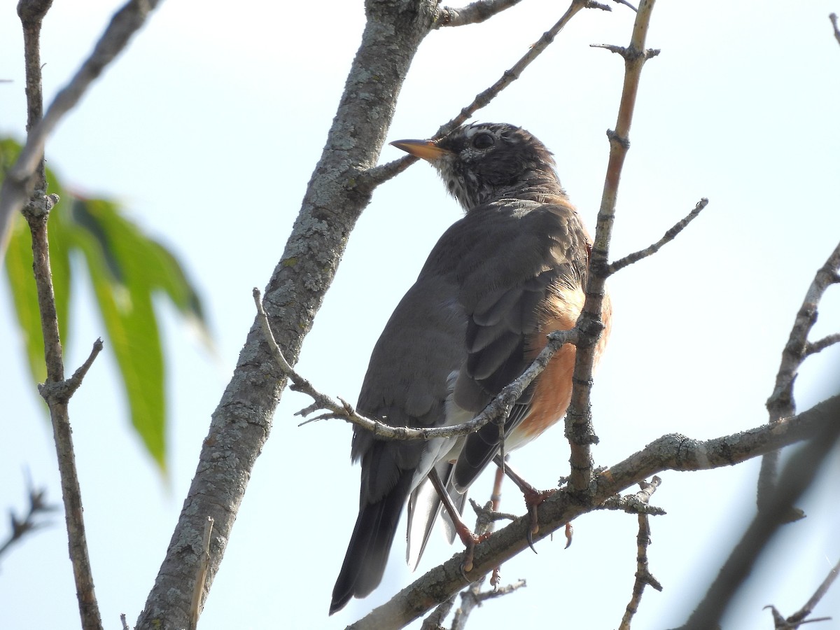 American Robin - ML608957031