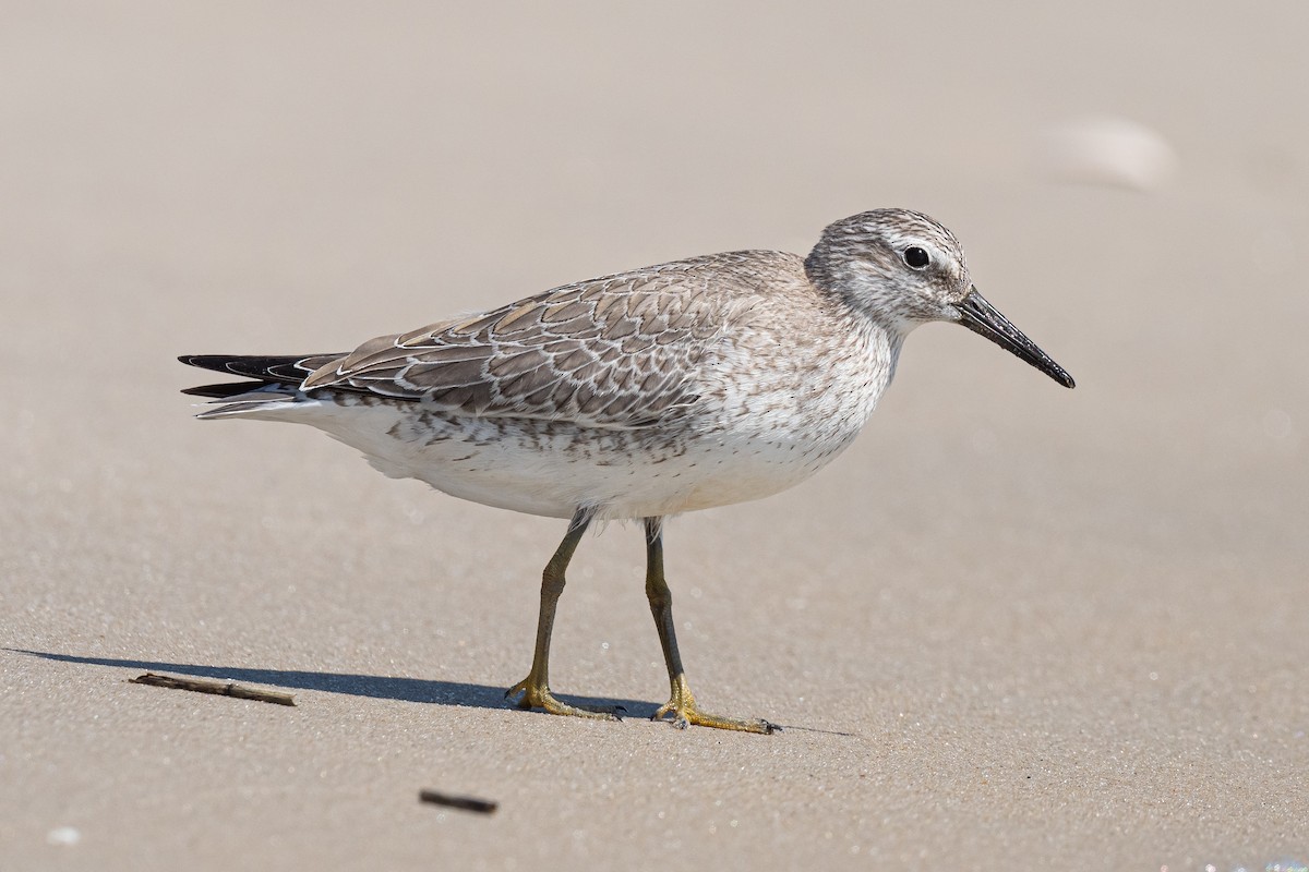 Red Knot - ML608957052