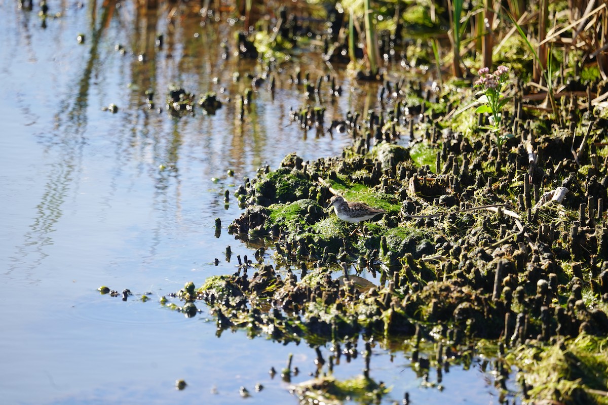 Least Sandpiper - ML608957067