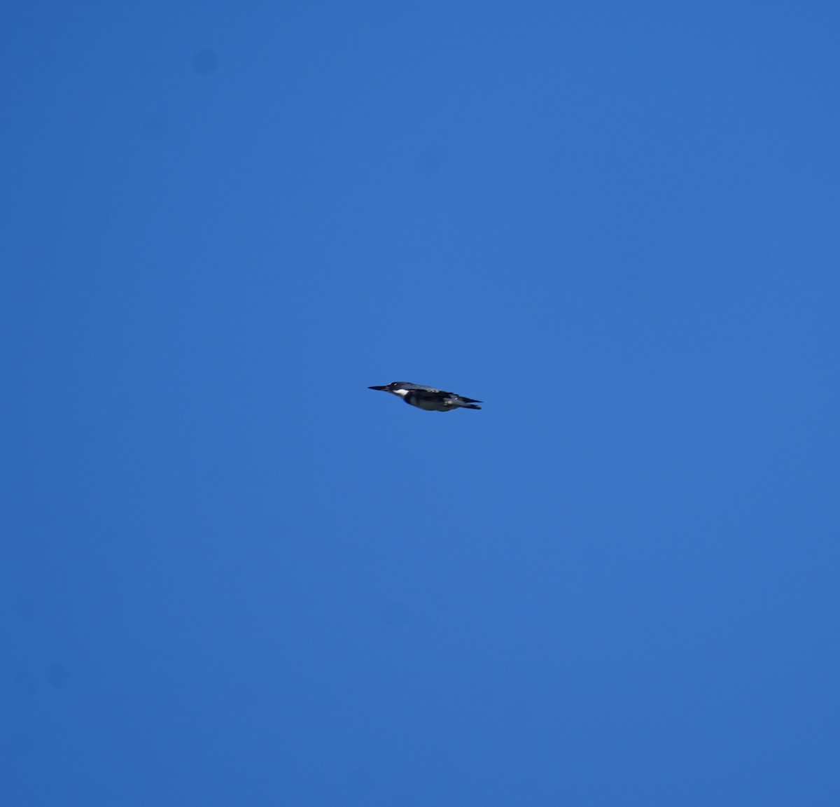 Belted Kingfisher - ML608957118
