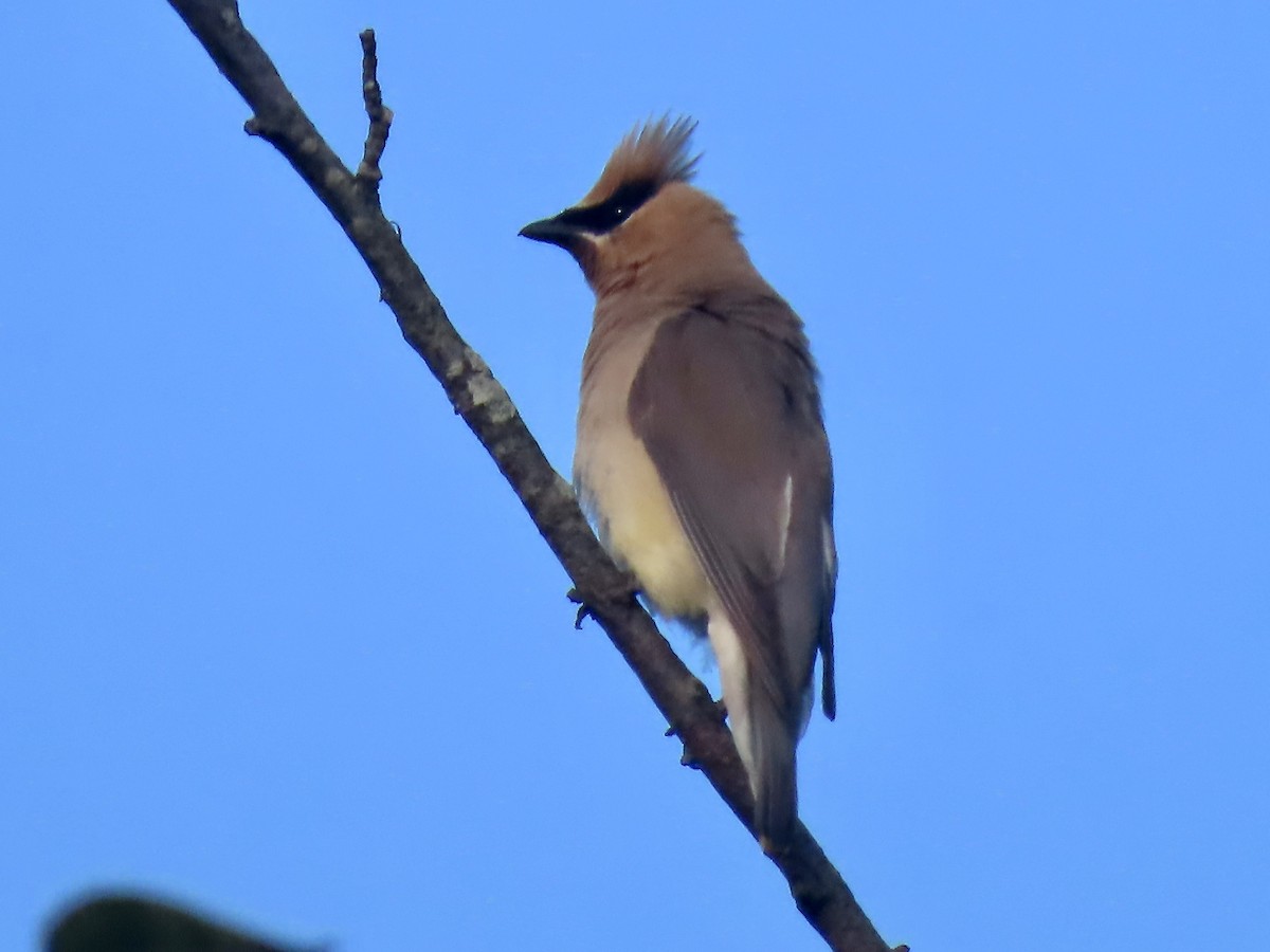 Cedar Waxwing - ML608957162