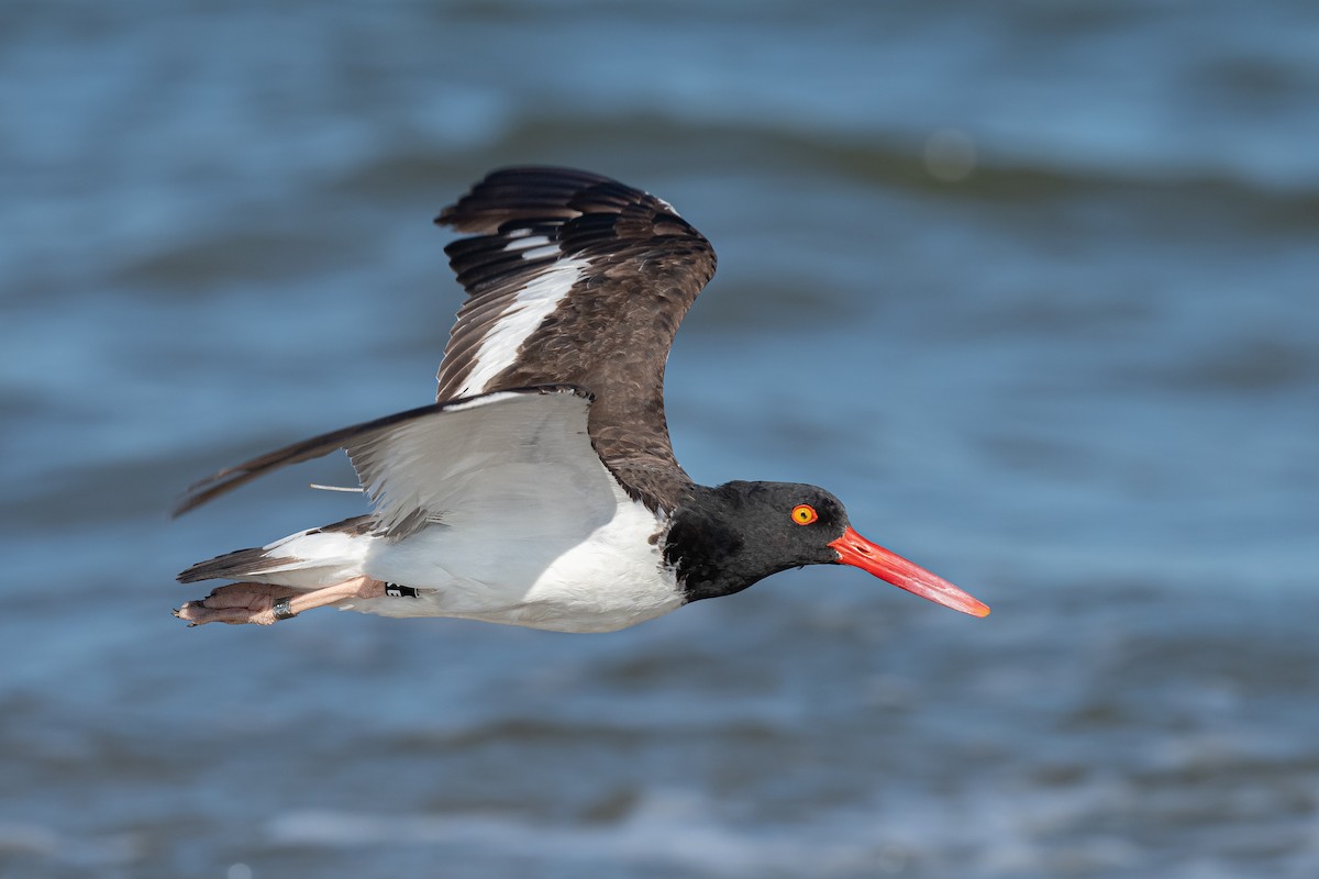 American Oystercatcher - Drew Miller