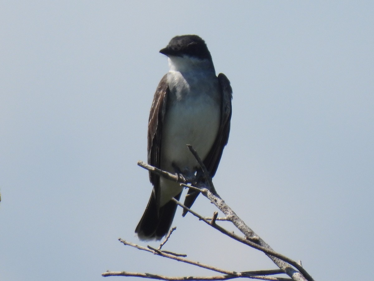 Eastern Kingbird - ML608957266