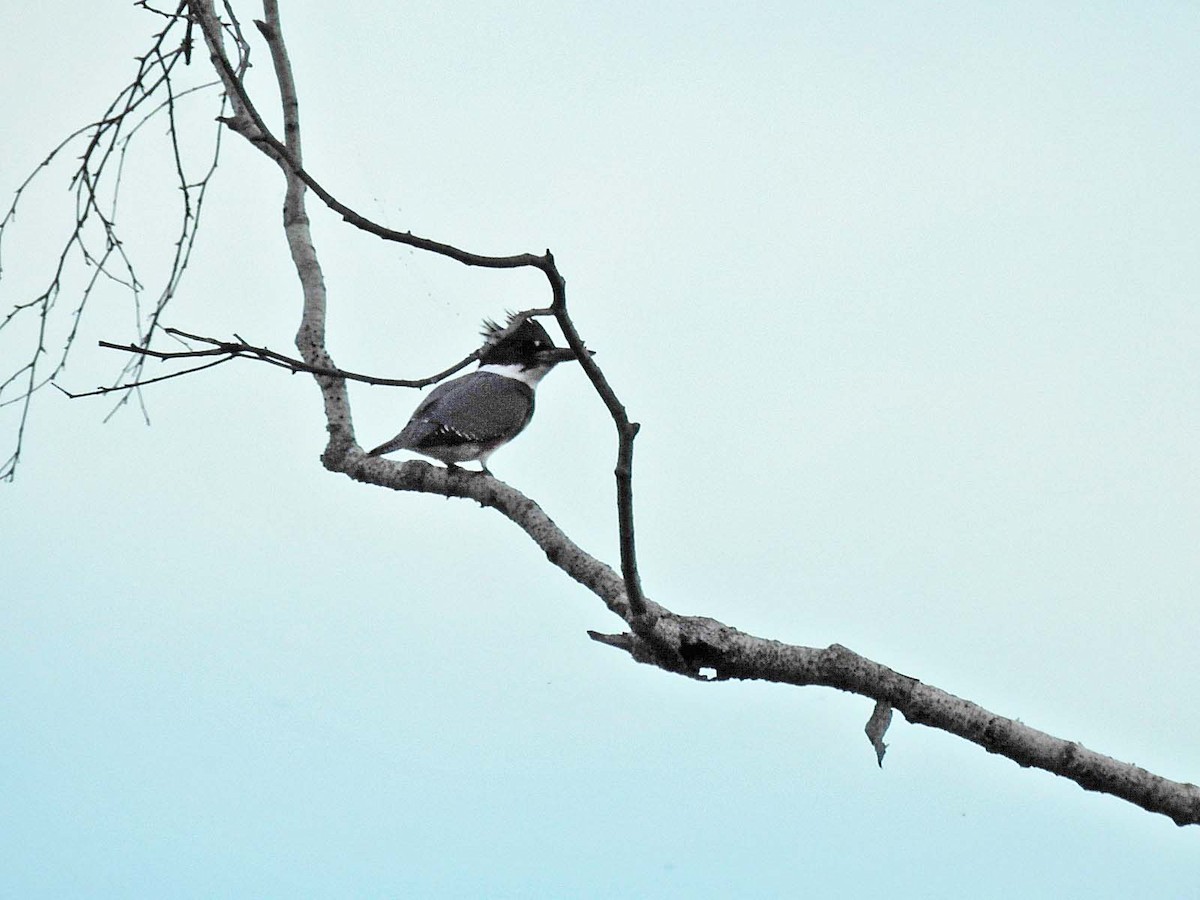 Belted Kingfisher - ML608957290