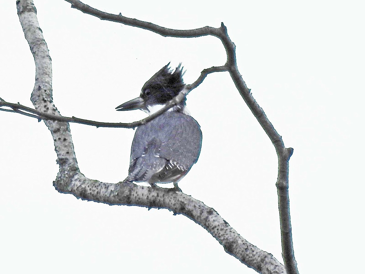 Belted Kingfisher - ML608957291