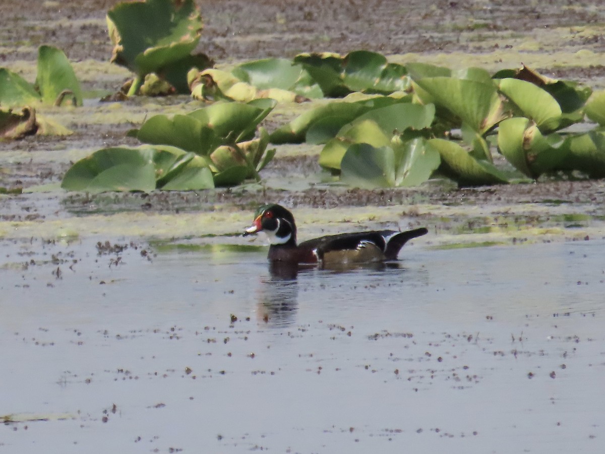 Wood Duck - ML608957333