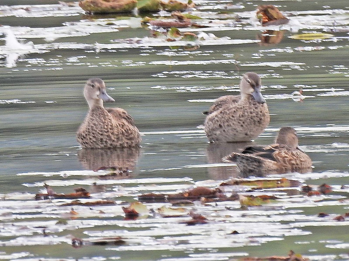 Blue-winged Teal - ML608957339