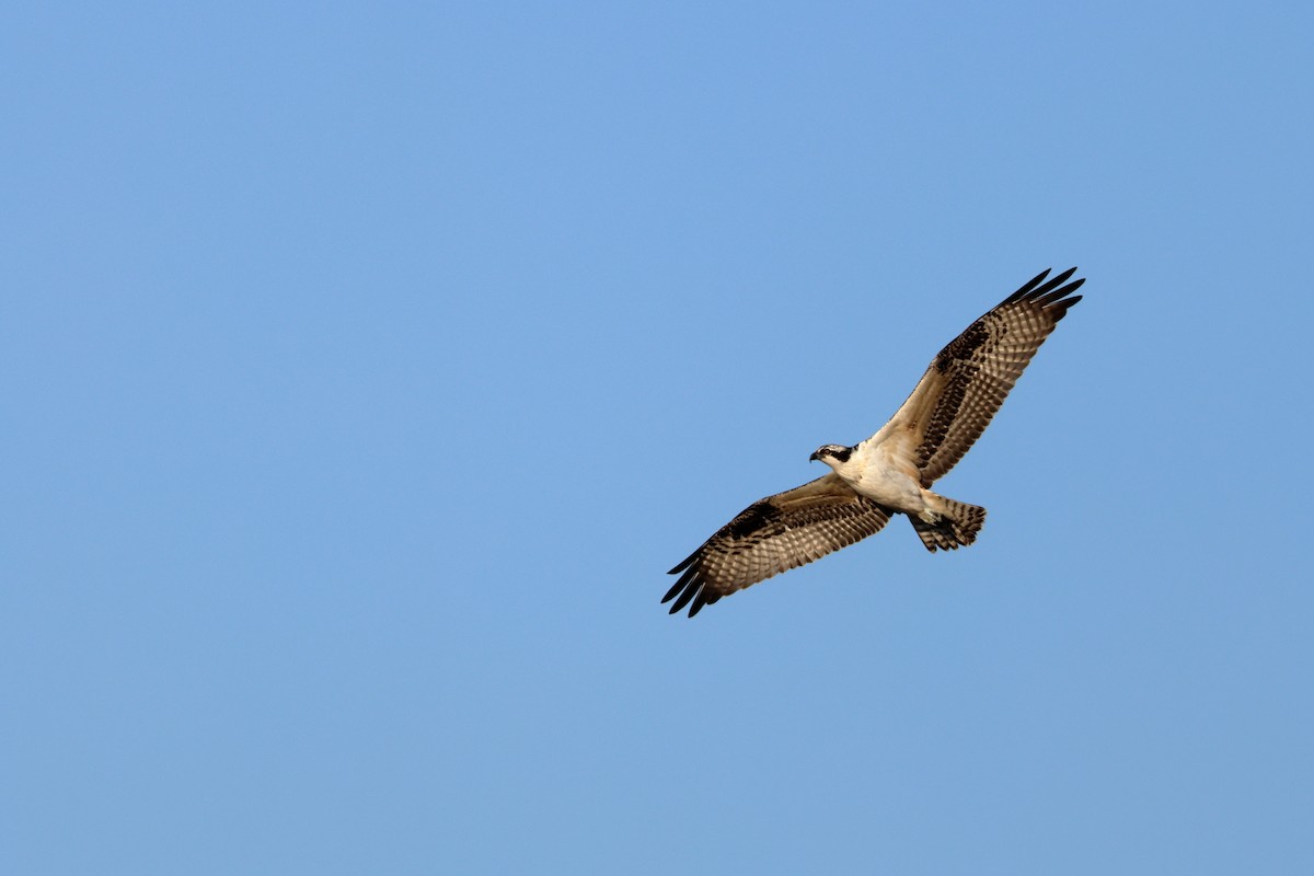 Osprey - Timothy Jackson