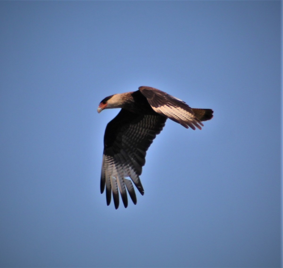 Crested Caracara - ML608957396