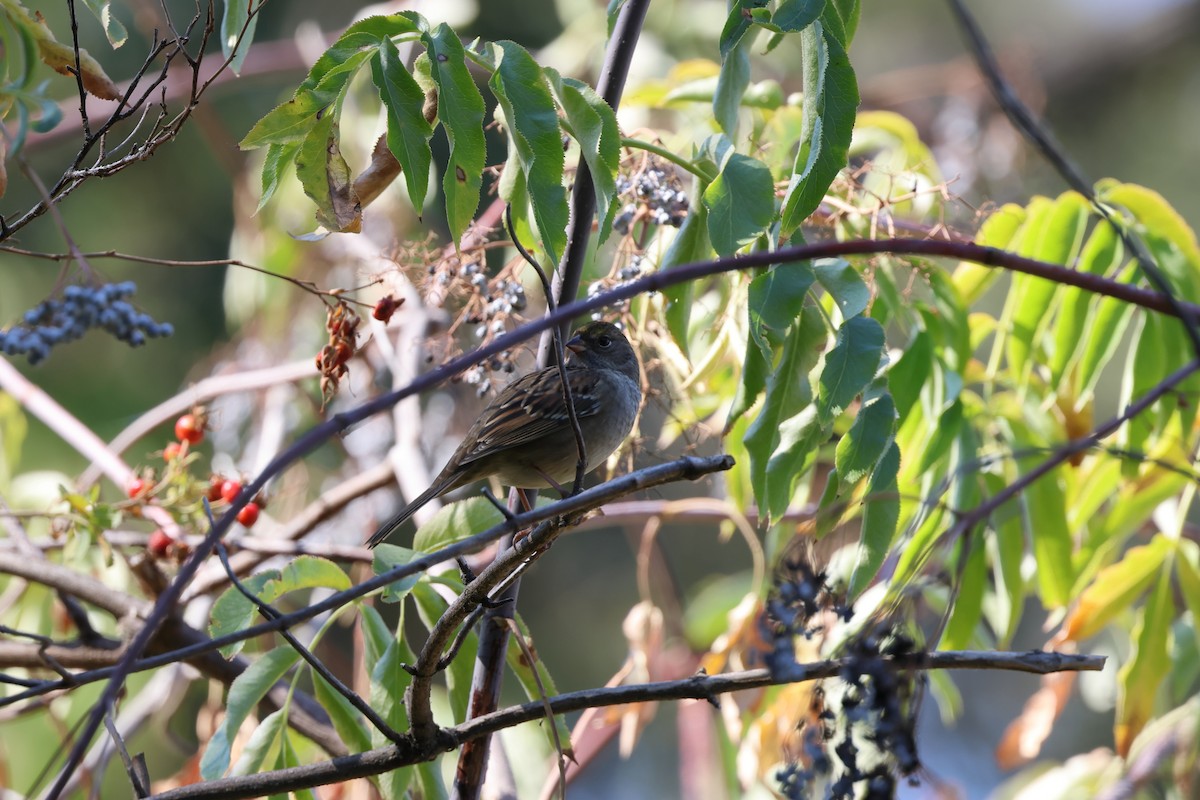 Golden-crowned Sparrow - ML608957399