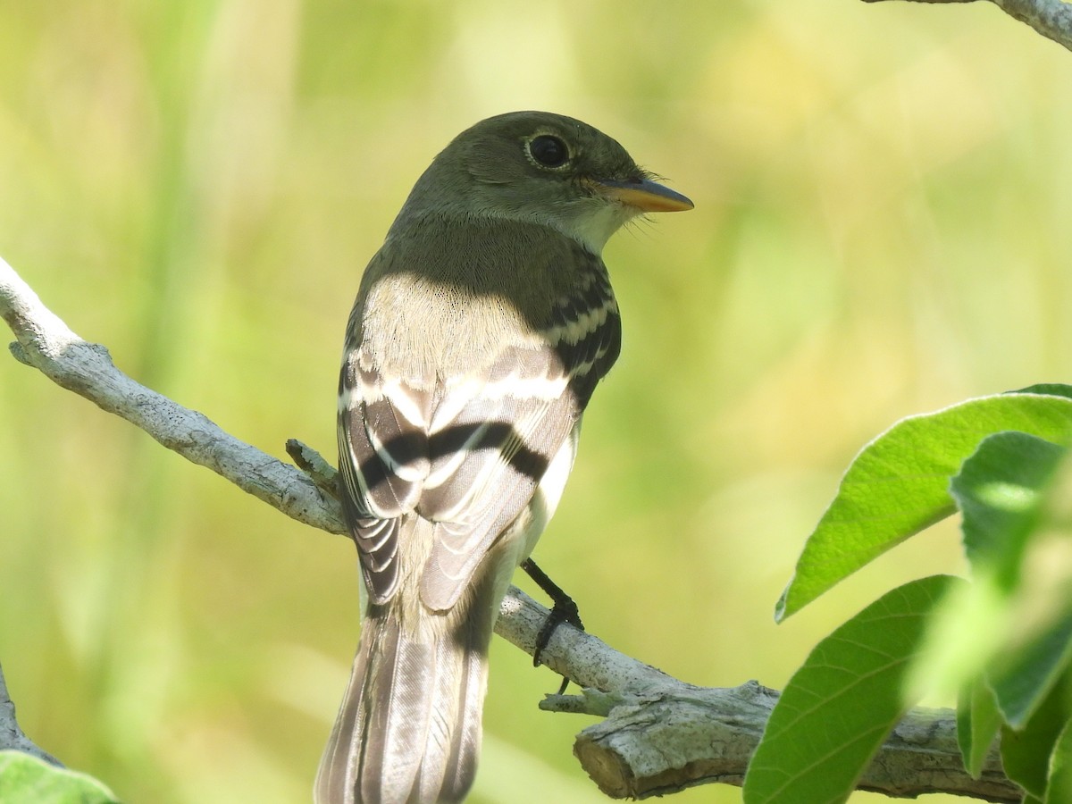 Least Flycatcher - Nathan Wahler