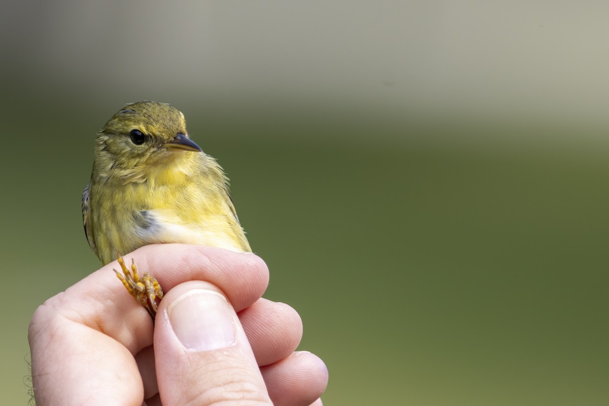 Blackpoll Warbler - ML608957514