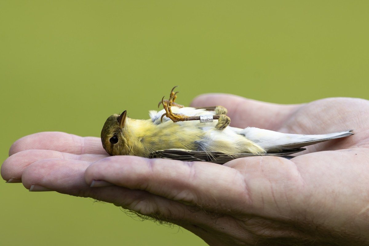 Blackpoll Warbler - ML608957515