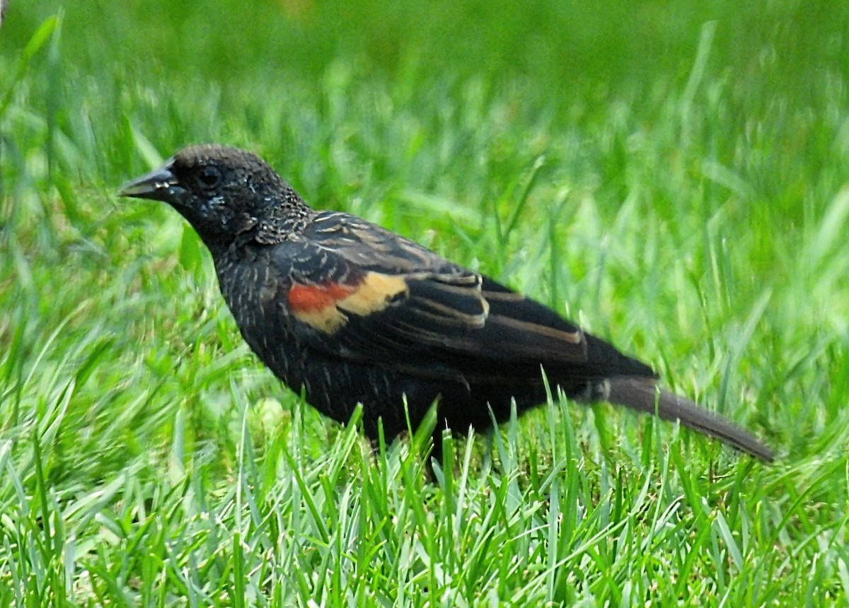 Red-winged Blackbird - ML608957547