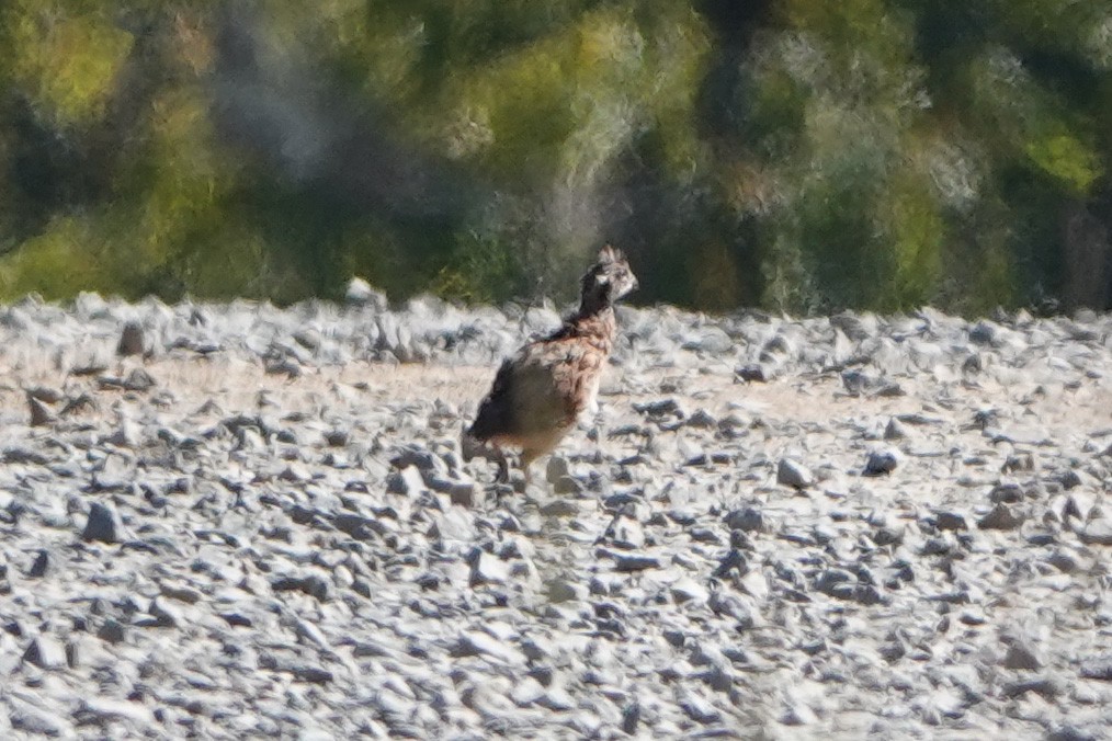 Northern Bobwhite - ML608957757