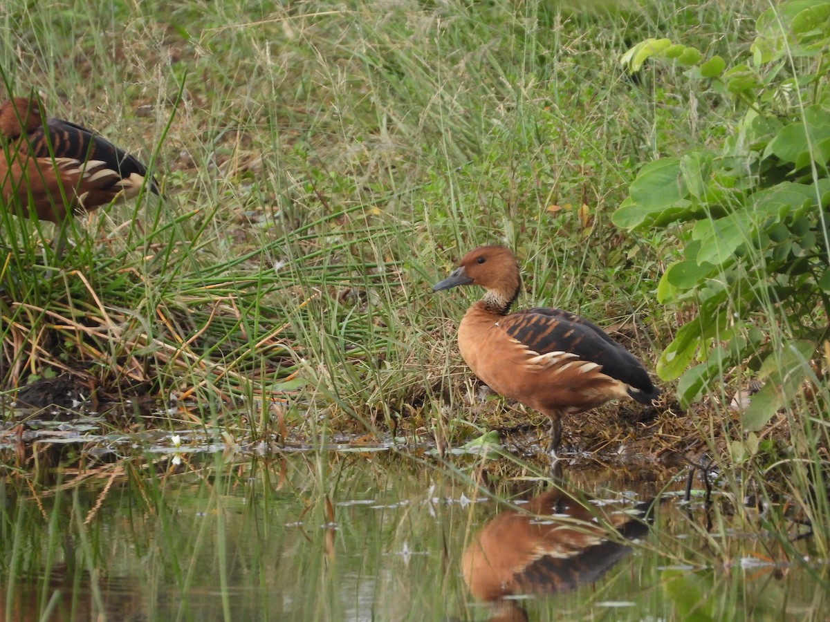 Fulvous Whistling-Duck - ML608957832