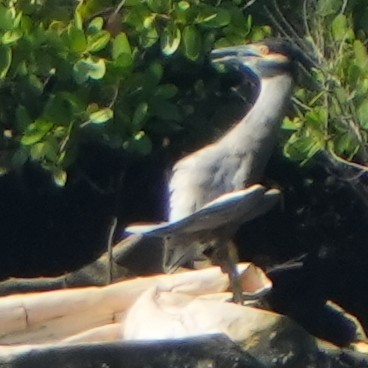 Yellow-crowned Night Heron - ML608957885