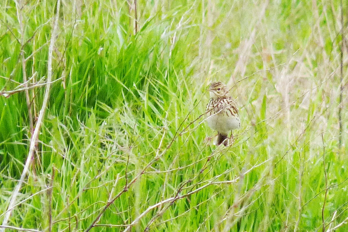 Correndera Pipit - ML608957894