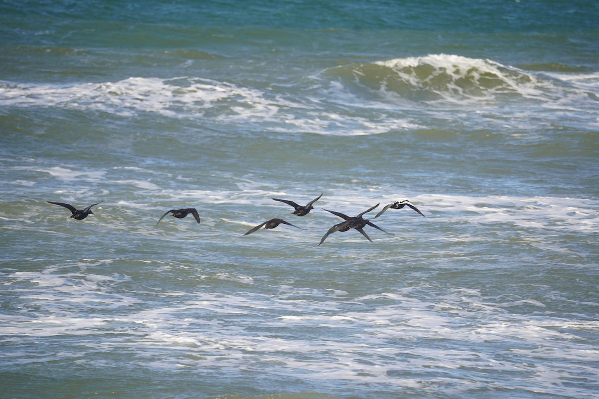 Common Eider - ML608957930