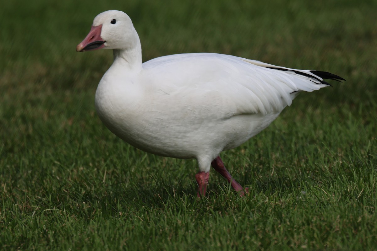Snow Goose - ML608958016