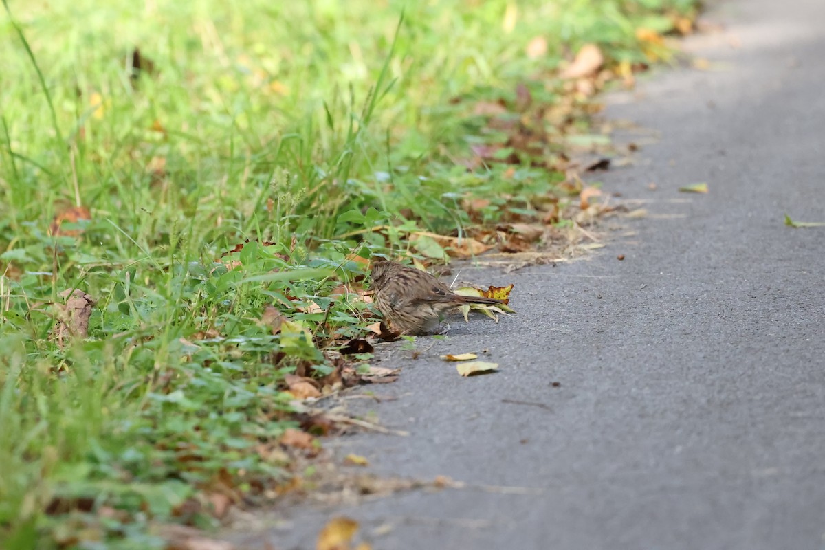 Song Sparrow - Marie Provost