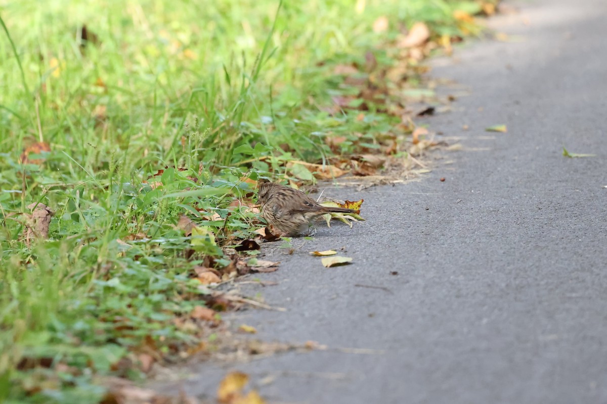 Song Sparrow - Marie Provost