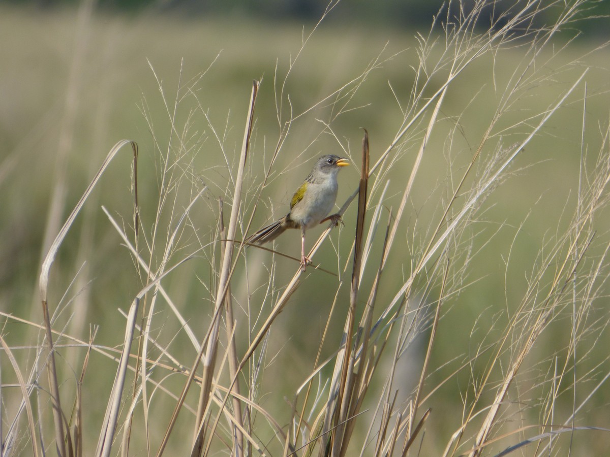 Lesser Grass-Finch - ML608958060