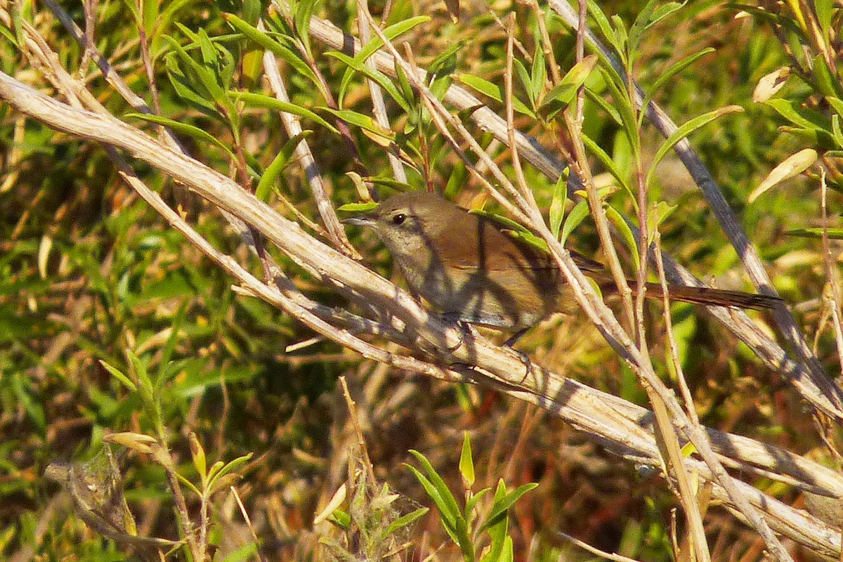 Sharp-billed Canastero - Michelle  Delaloye