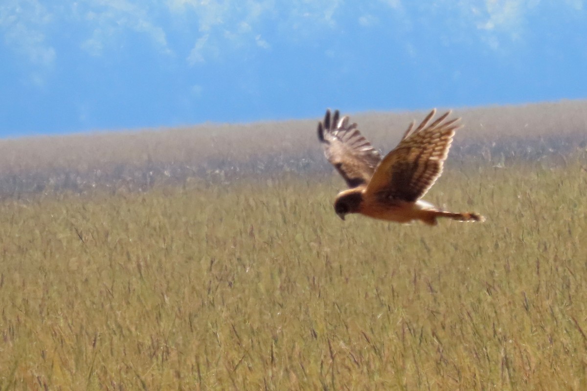 Northern Harrier - ML608958088