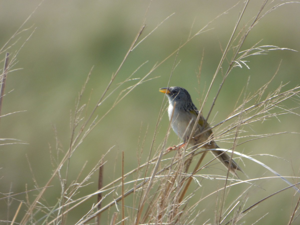 Lesser Grass-Finch - Pablo Hernan Capovilla