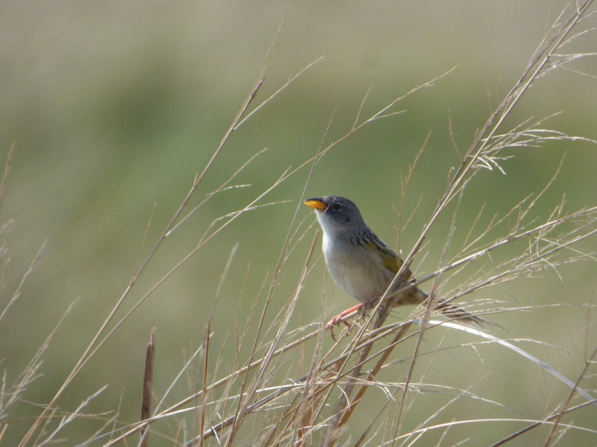 Lesser Grass-Finch - ML608958129