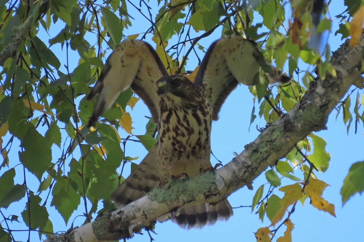 Broad-winged Hawk - ML608958144