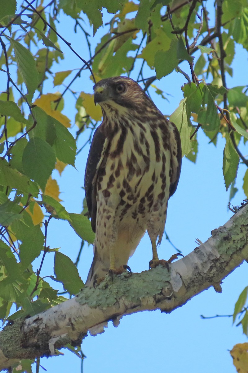 Broad-winged Hawk - ML608958145