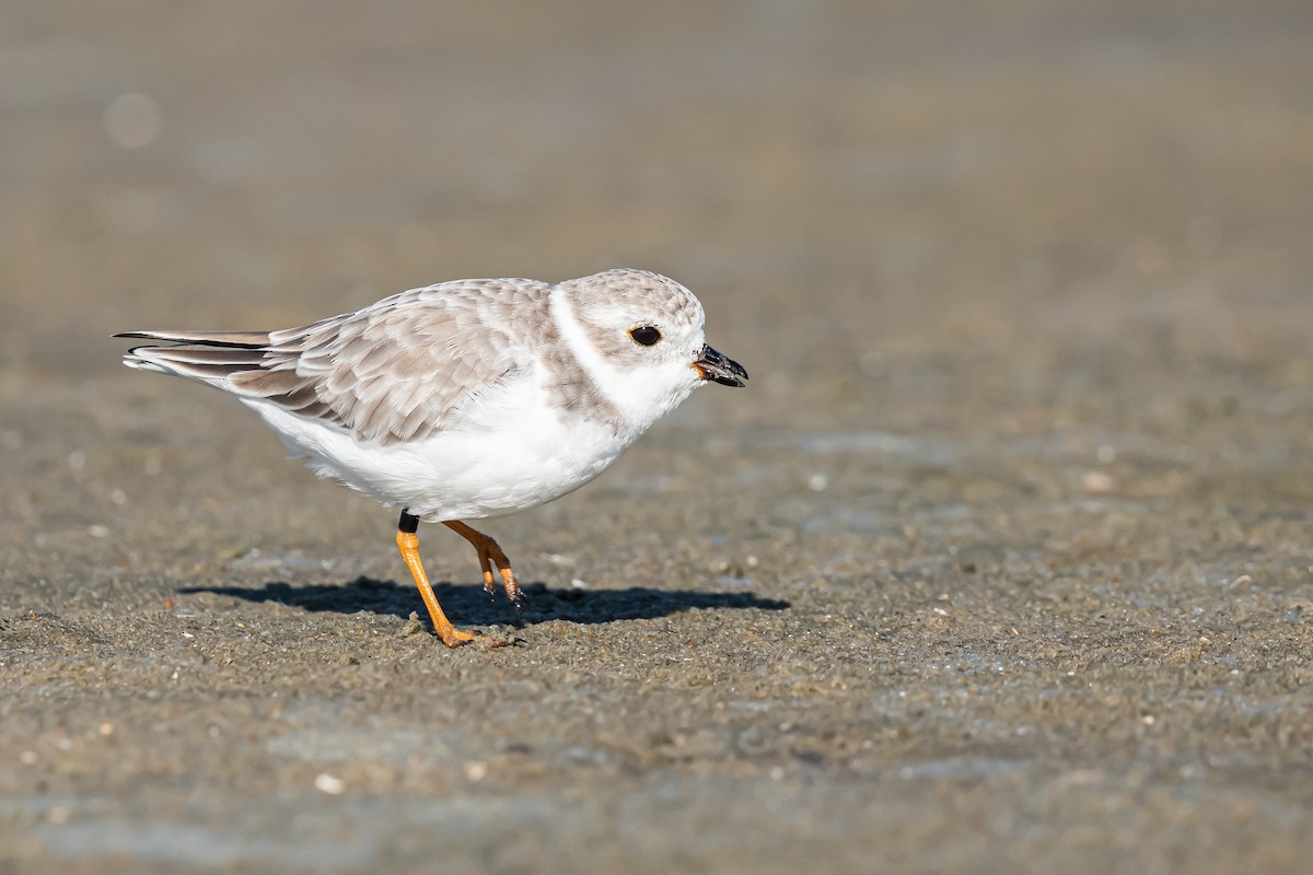 Piping Plover - Drew Miller