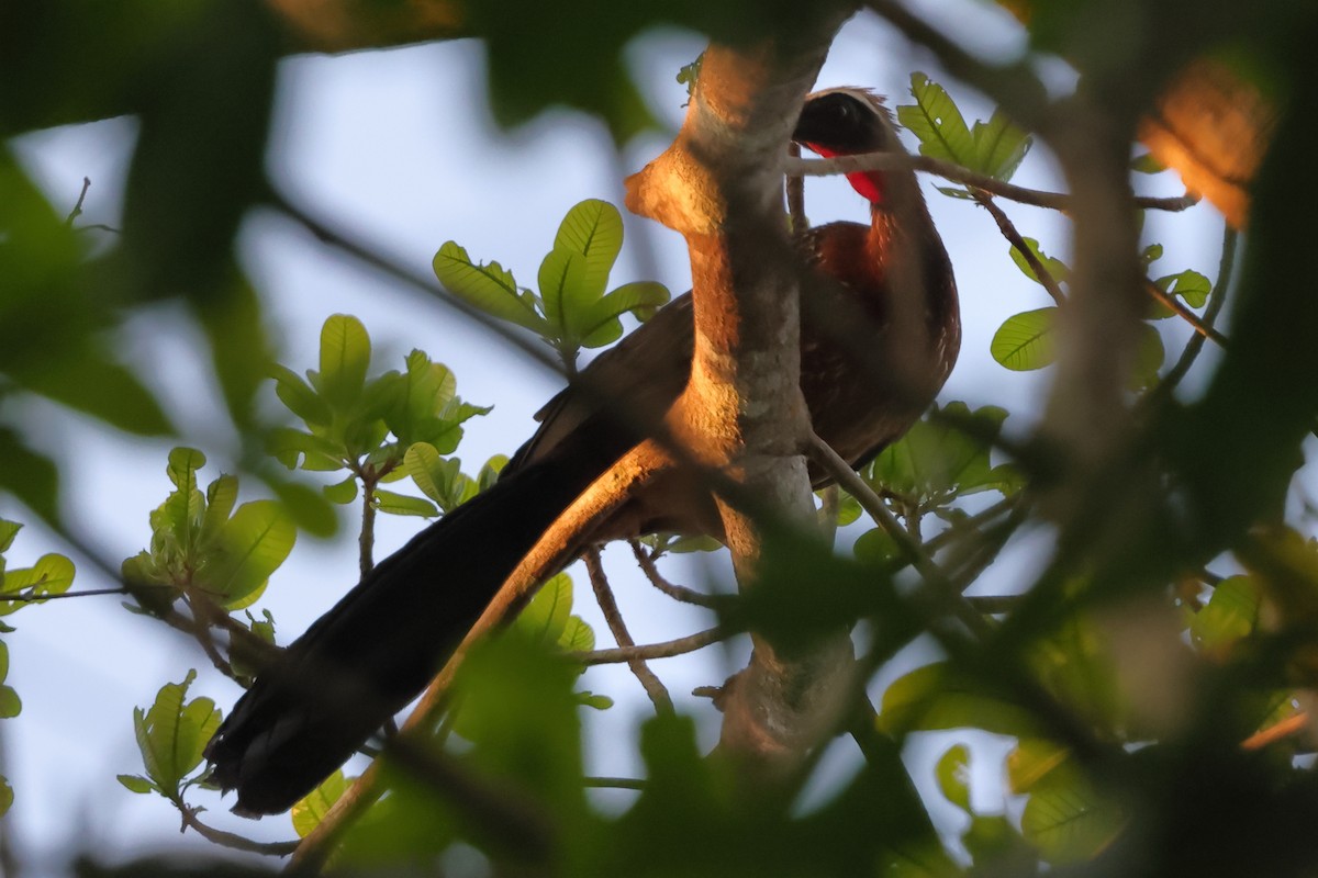 White-crested Guan - ML608958251