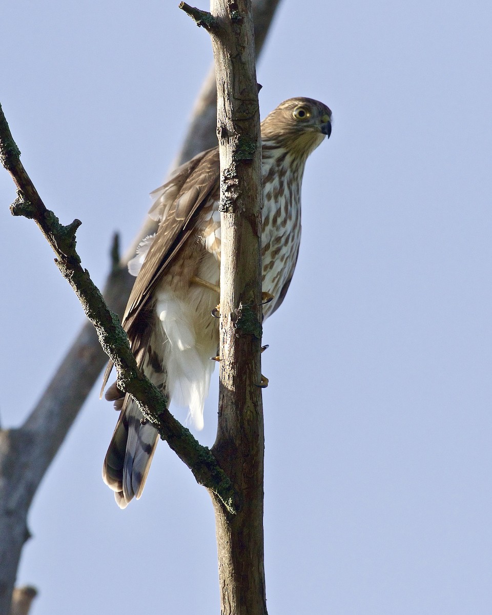 Sharp-shinned Hawk - ML608958265